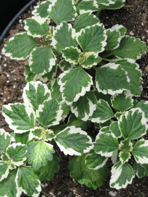 Plectranthus forsteri, P11 - Obrázek 1