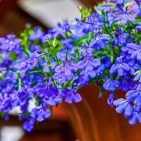 Lobelia erinus