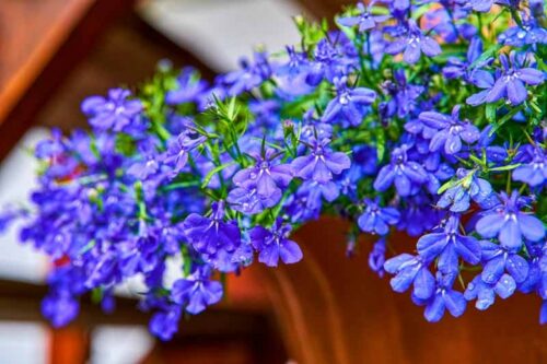 Lobelia erinus - Image 1