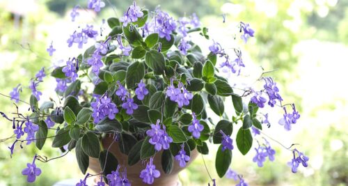 Streptocarpus saxorum ZÁVĚS, C8L,  polostín, převis – balkonovka - Obrázek 1