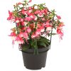 Fuchsia - Převislá - kontejner pr. 11 cm