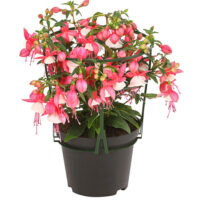 Fuchsia