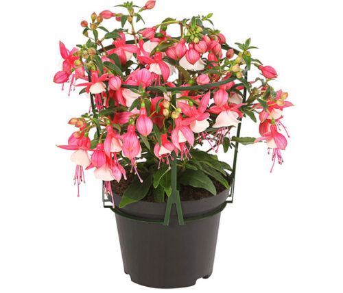 Fuchsia - Obrázek 1