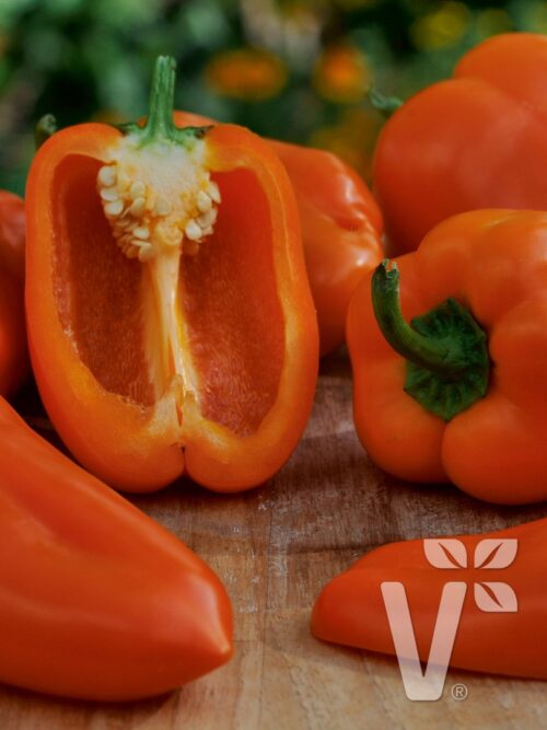 Paprika Block Midi Almira® Orange, C3L - Obrázek 1