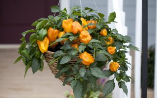 Paprika Mohawk F1, C3L