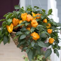 Paprika Mohawk F1, C3L