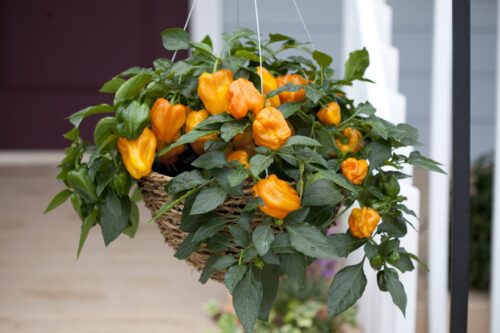 Paprika Mohawk F1, C3L - Obrázek 1