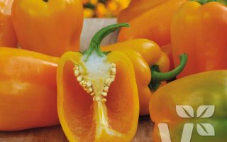 Paprika Block Midi Almira® Yellow, C3L