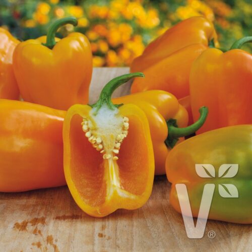 Paprika Block Midi Almira® Yellow, C3L - Obrázek 1