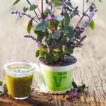 BYLINKY Ocimum basilicum Magic Blue, P 12–BAZALKA - Obrázek 2