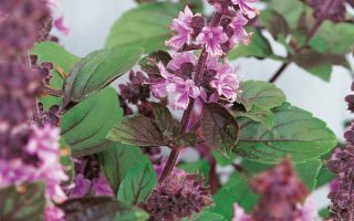 BYLINKY Ocimum basilicum Magic Blue, P 12–BAZALKA