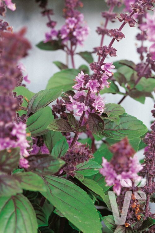 BYLINKY Ocimum basilicum Magic Blue, P 12–BAZALKA - Obrázek 1