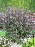 BYLINKY Ocimum basilicum Magic Blue, P 12–BAZALKA - Obrázek 3