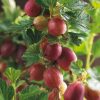 Angrešt červený 'Hinnonmaki Rood' - Stromkový - kontejner 5 l, v. kmínku 60 cm-BIO!