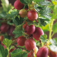 Angrešt červený 'Hinnonmaki Rood'