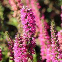 Veronica spicata Rozrazil klasnatý RC®, modrý, růžový P 13