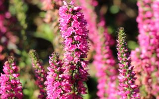 Veronica spicata Rozrazil klasnatý RC®, modrý, růžový P 13