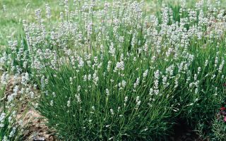 Lavandula angustifolia Naturlavendel, White