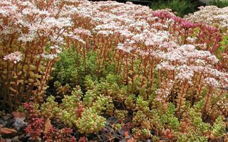 SEDUM 'Coral Carpet'