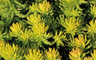 Sedum reflexum Yellow Cushion', P 13 – rozchodník