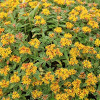 Sedum kamtschaticum P 13, Rozchodník kamčatský