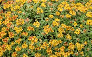 Sedum kamtschaticum P 13, Rozchodník kamčatský