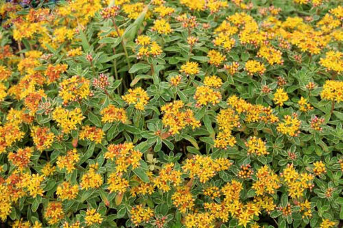 Sedum kamtschaticum P 13, Rozchodník kamčatský - Obrázek 1
