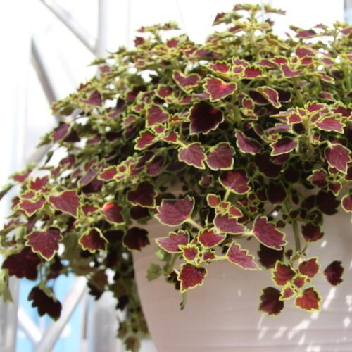 Coleus blumei Africká kopřiva, P 13 – Great Falls - Obrázek 2