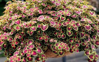 Coleus blumei Africká kopřiva, P 13 – Great Falls