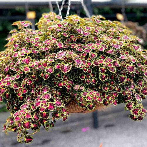 Coleus blumei Africká kopřiva, P 13 – Great Falls - Obrázek 1