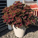 Coleus blumei Africká kopřiva, P 13 – Great Falls - Obrázek 3