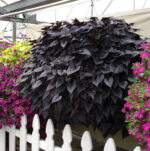 Ipomoea batatas - Obrázek 2