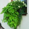 Ipomoea batatas - Kontejner, pr. 12 cm - 2 (mix barev)