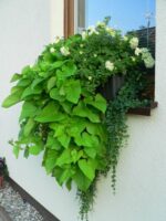 Ipomoea batatas