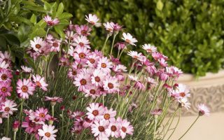 Rhodanthemum hosmariense