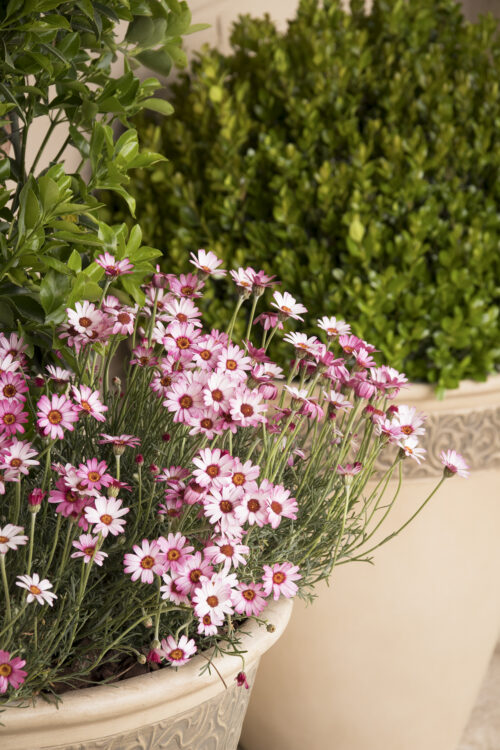 Rhodanthemum hosmariense - Obrázek 1