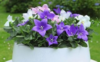 Platycodon grandiflorus Zvonkovec–Boubelík velkokvětý, MIX P 12