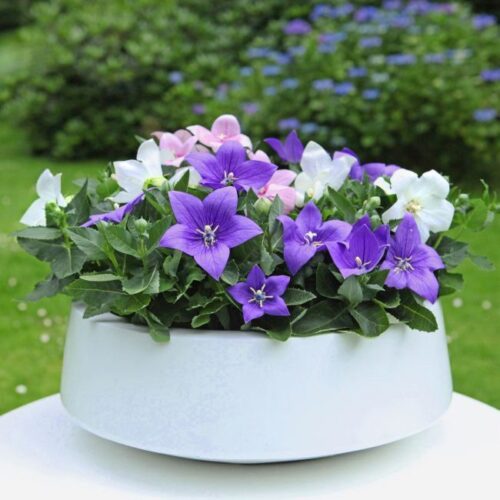 Platycodon grandiflorus Zvonkovec–Boubelík velkokvětý, MIX P 12 - Image 1