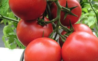 Rajče Harzfeuer F1 – salátové,   P 9