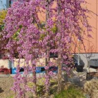 Cercis canadensis 'Lavender Twist'®