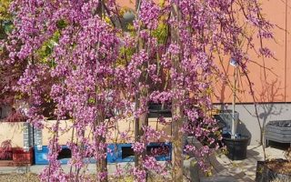 Cercis canadensis 'Lavender Twist'®