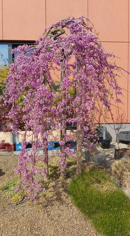 Cercis canadensis 'Lavender Twist'® - Obrázek 1