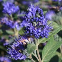Caryopteris clandonensis 'Heavenly Blue'