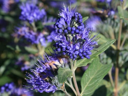 Caryopteris clandonensis 'Heavenly Blue' - Image 1
