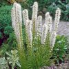 Liatris spicata 'Floristan White' - P-9