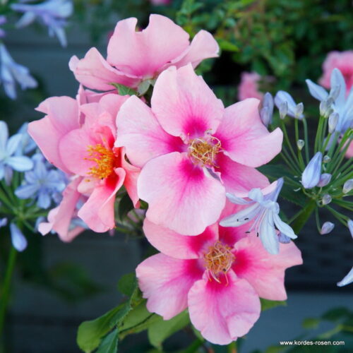 ROSA KORDES SEE YOU® in pink - Obrázek 4