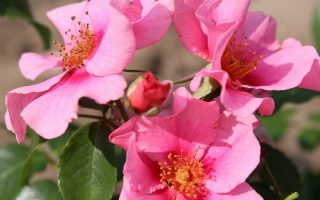 ROSA KORDES SEE YOU® in pink