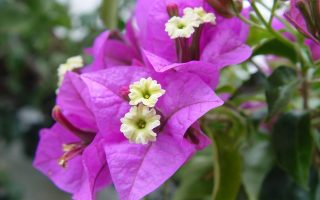 Bougainvillea Bugenvilea, Kmínek, P 19