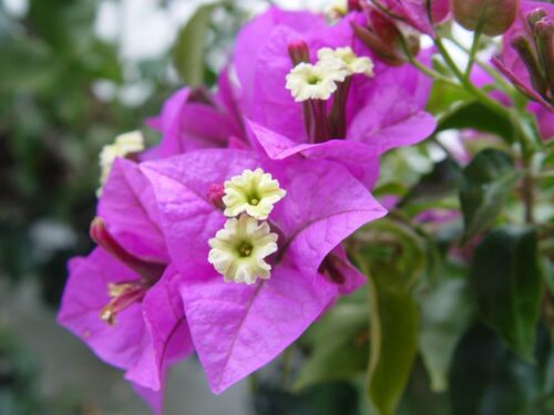 Bougainvillea Bugenvilea, Kmínek, P 19 - Obrázek 1