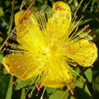 Hypericum calycinum